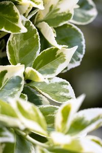 Preview wallpaper plant, bush, leaves, macro, green