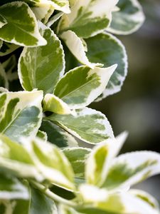 Preview wallpaper plant, bush, leaves, macro, green