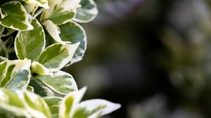 Preview wallpaper plant, bush, leaves, macro, green