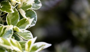 Preview wallpaper plant, bush, leaves, macro, green