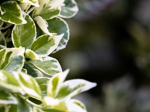Preview wallpaper plant, bush, leaves, macro, green