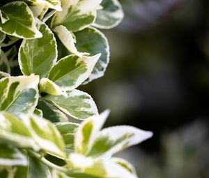 Preview wallpaper plant, bush, leaves, macro, green