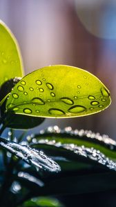 Preview wallpaper plant, casting, drops, water, macro, green