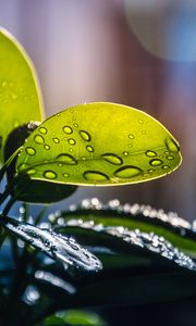 Preview wallpaper plant, casting, drops, water, macro, green