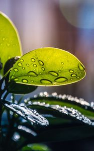 Preview wallpaper plant, casting, drops, water, macro, green