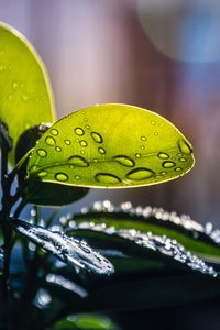 Preview wallpaper plant, casting, drops, water, macro, green