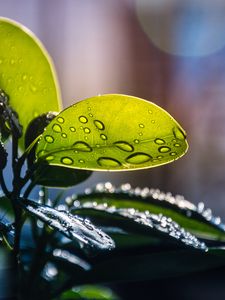 Preview wallpaper plant, casting, drops, water, macro, green