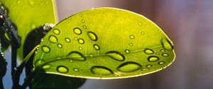 Preview wallpaper plant, casting, drops, water, macro, green