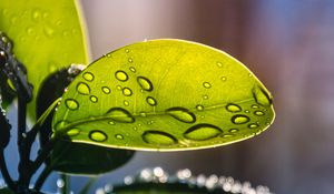 Preview wallpaper plant, casting, drops, water, macro, green