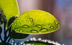 Preview wallpaper plant, casting, drops, water, macro, green