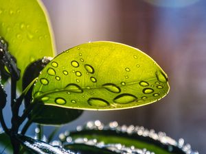 Preview wallpaper plant, casting, drops, water, macro, green