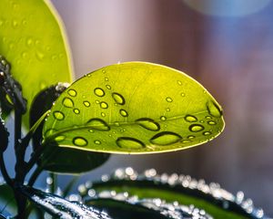 Preview wallpaper plant, casting, drops, water, macro, green