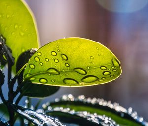 Preview wallpaper plant, casting, drops, water, macro, green