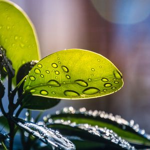 Preview wallpaper plant, casting, drops, water, macro, green