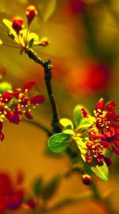 Preview wallpaper plant, close-up, grass