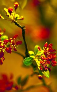 Preview wallpaper plant, close-up, grass