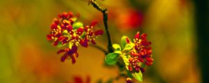 Preview wallpaper plant, close-up, grass