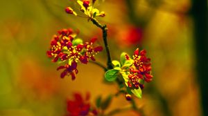 Preview wallpaper plant, close-up, grass