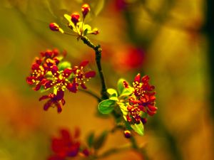 Preview wallpaper plant, close-up, grass