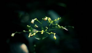 Preview wallpaper plant, dark background, branches