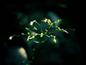 Preview wallpaper plant, dark background, branches