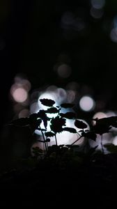 Preview wallpaper plant, dark, macro, bokeh, blur