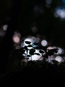 Preview wallpaper plant, dark, macro, bokeh, blur