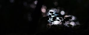 Preview wallpaper plant, dark, macro, bokeh, blur