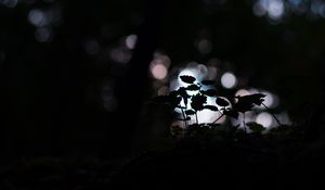 Preview wallpaper plant, dark, macro, bokeh, blur