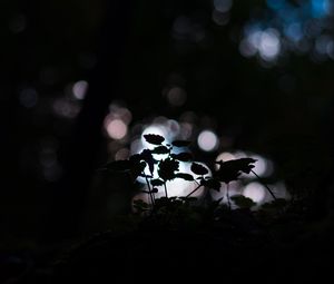 Preview wallpaper plant, dark, macro, bokeh, blur
