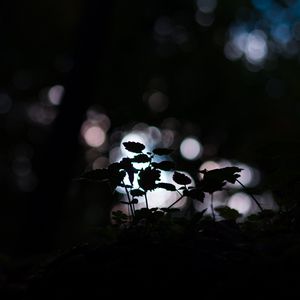 Preview wallpaper plant, dark, macro, bokeh, blur