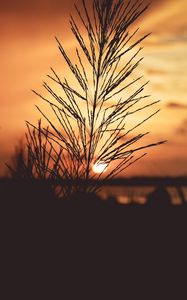 Preview wallpaper plant, dawn, stem