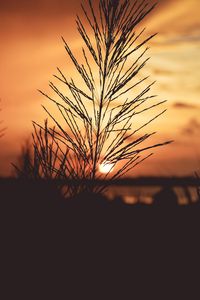 Preview wallpaper plant, dawn, stem