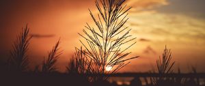 Preview wallpaper plant, dawn, stem