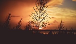 Preview wallpaper plant, dawn, stem