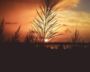 Preview wallpaper plant, dawn, stem