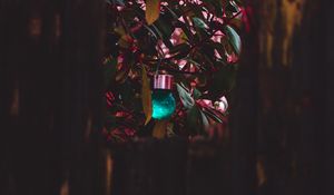 Preview wallpaper plant, decoration, ball, decorative, dark