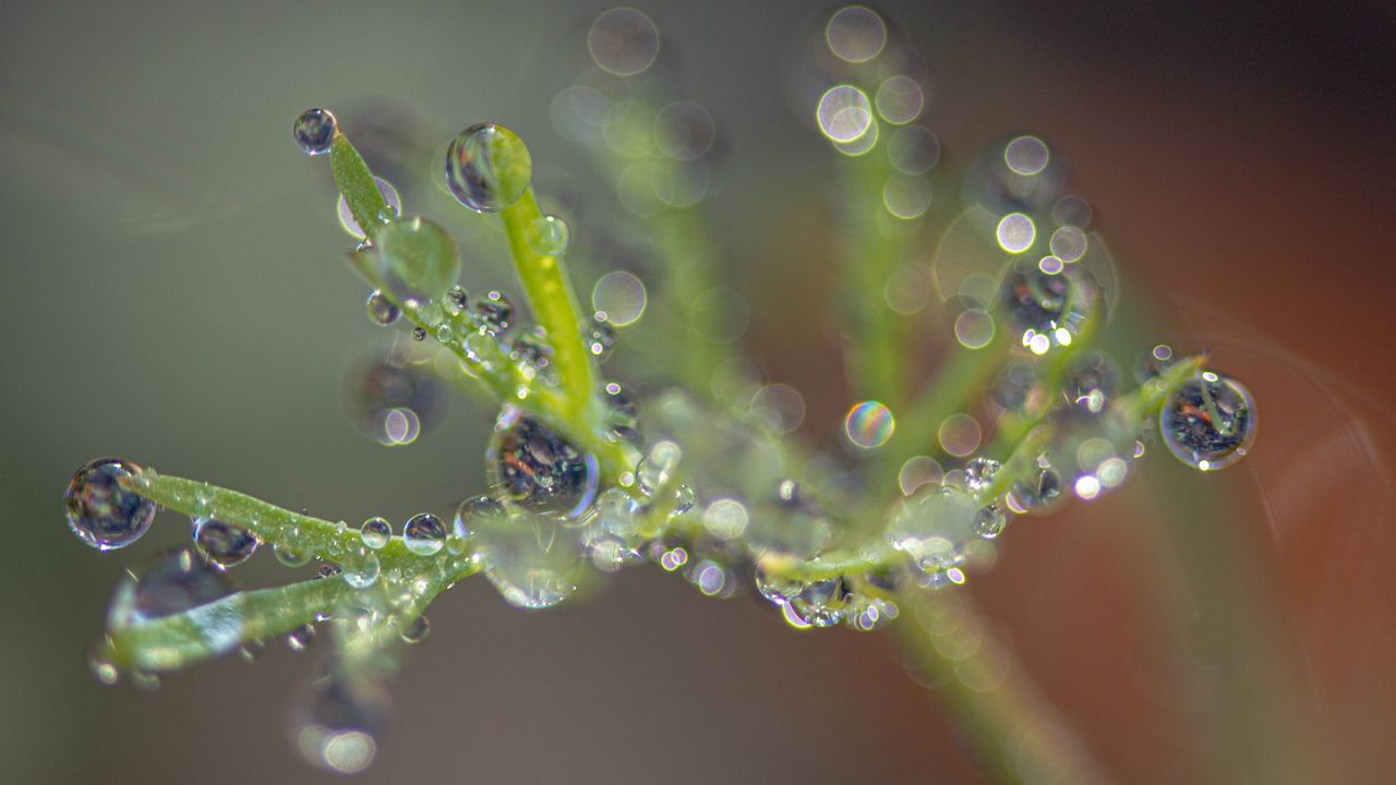 Wallpaper plant, dew, drops, macro, blur