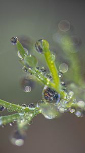 Preview wallpaper plant, dew, drops, macro, blur