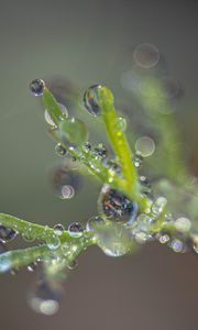 Preview wallpaper plant, dew, drops, macro, blur