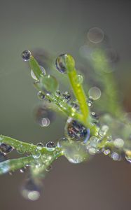 Preview wallpaper plant, dew, drops, macro, blur