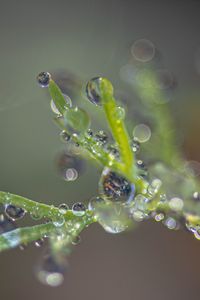 Preview wallpaper plant, dew, drops, macro, blur