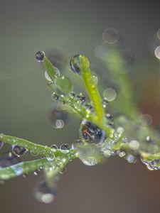 Preview wallpaper plant, dew, drops, macro, blur