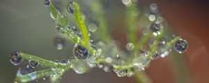 Preview wallpaper plant, dew, drops, macro, blur