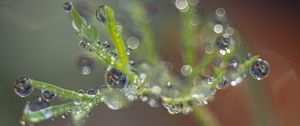 Preview wallpaper plant, dew, drops, macro, blur