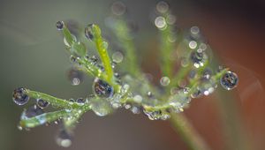 Preview wallpaper plant, dew, drops, macro, blur