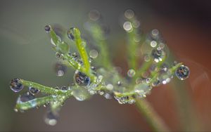 Preview wallpaper plant, dew, drops, macro, blur