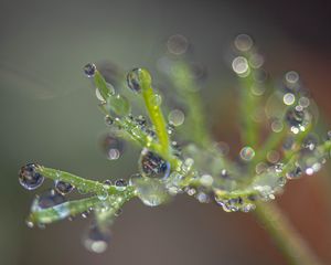 Preview wallpaper plant, dew, drops, macro, blur