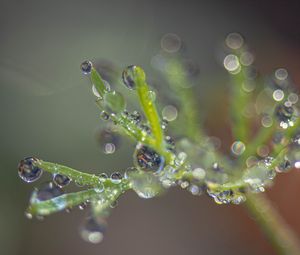 Preview wallpaper plant, dew, drops, macro, blur