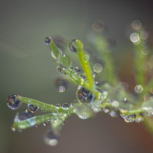 Preview wallpaper plant, dew, drops, macro, blur